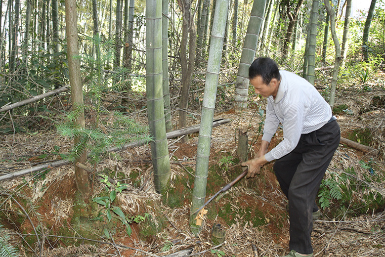 Bamboo Harvesting and Forest Conservation: The Green Truth About How Bamboo Helps Save the World's Forests