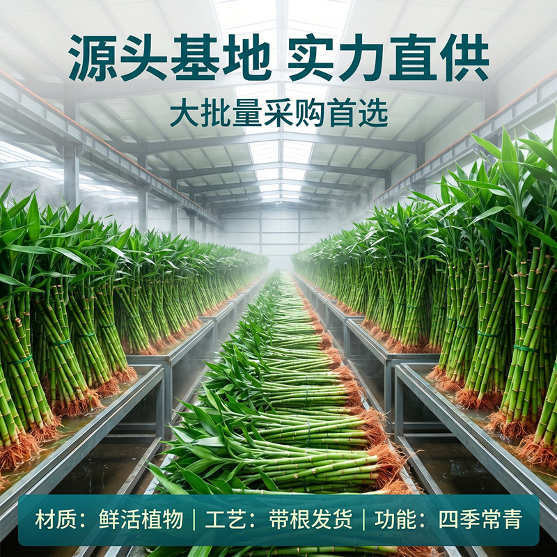 lucky bamboo plant