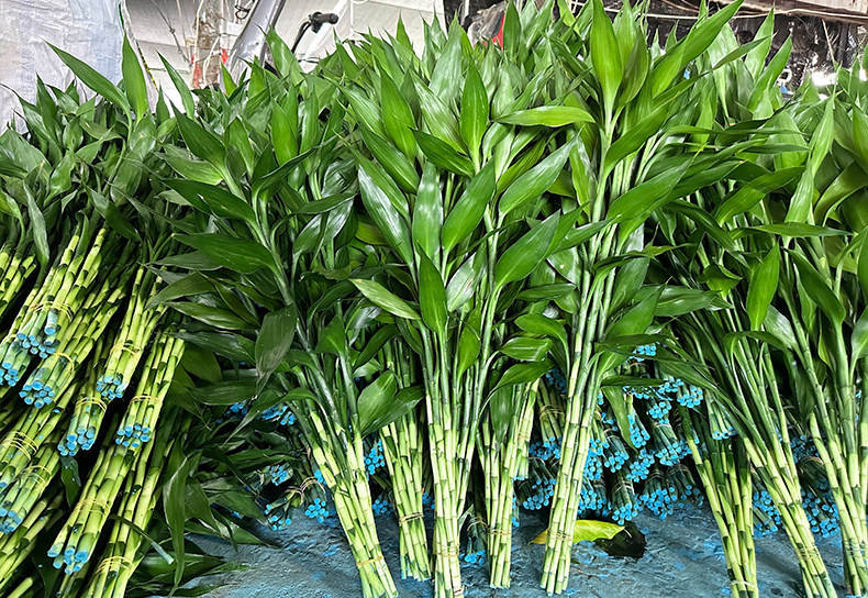 lucky bamboo plant