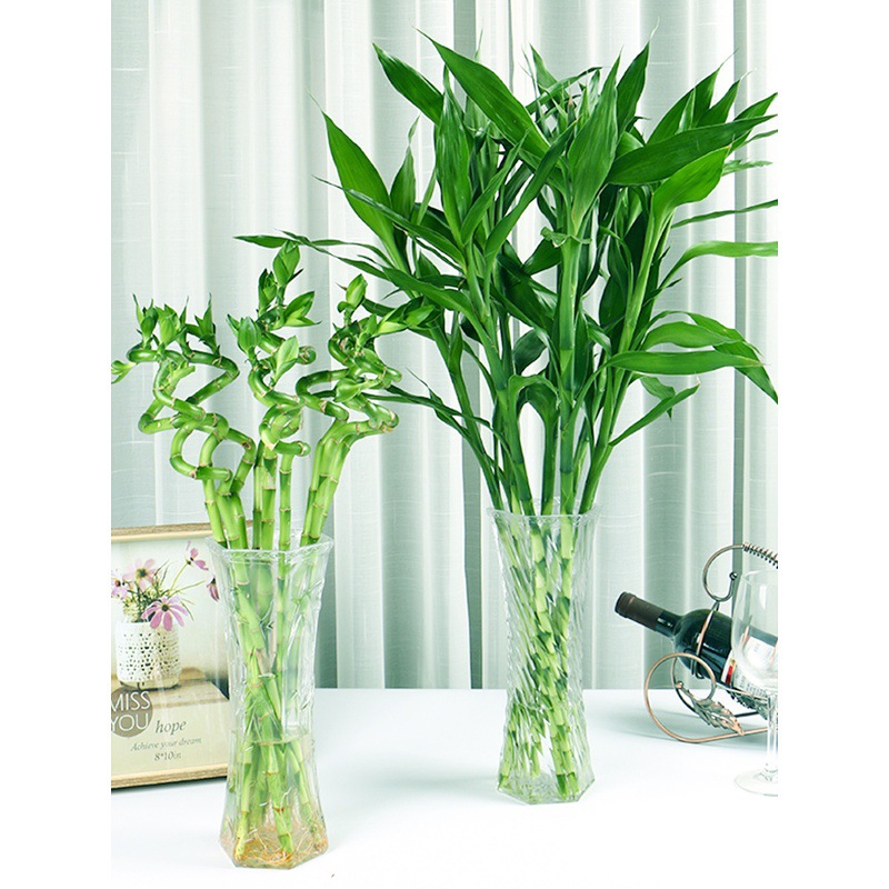 lucky bamboo plant