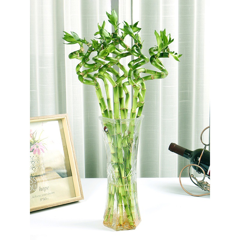 lucky bamboo