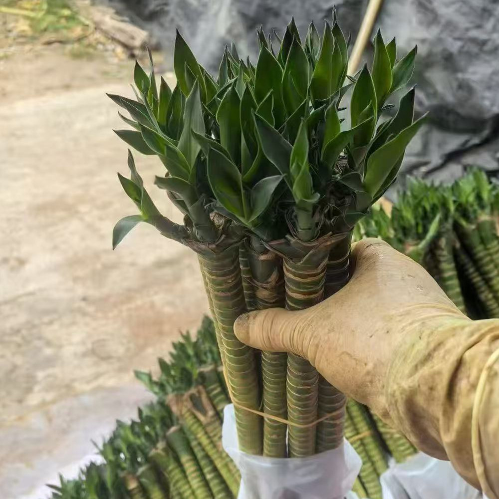 lucky bamboo