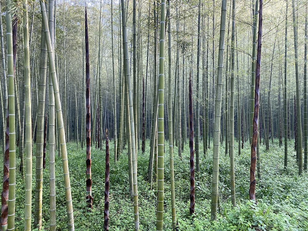 lucky bamboo