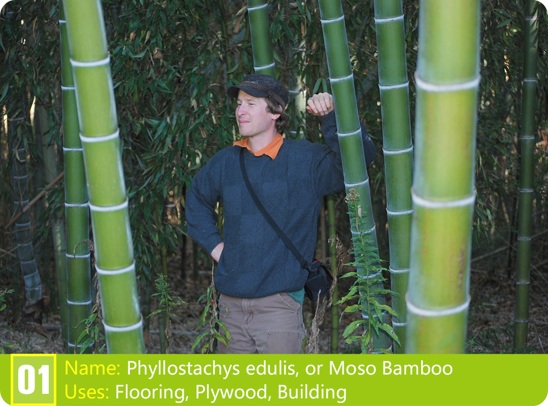 Discovering the Types of Chinese Bamboo Plants