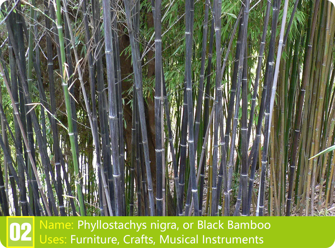 Discovering the Types of Chinese Bamboo Plants