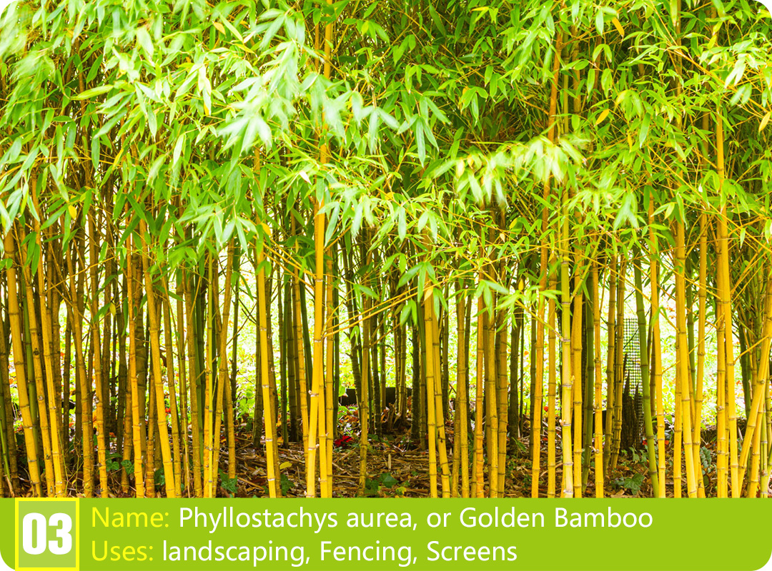 Discovering the Types of Chinese Bamboo Plants