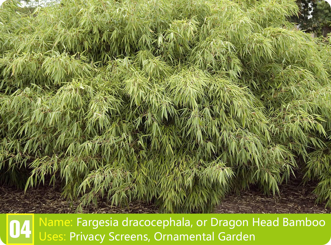 Discovering the Types of Chinese Bamboo Plants