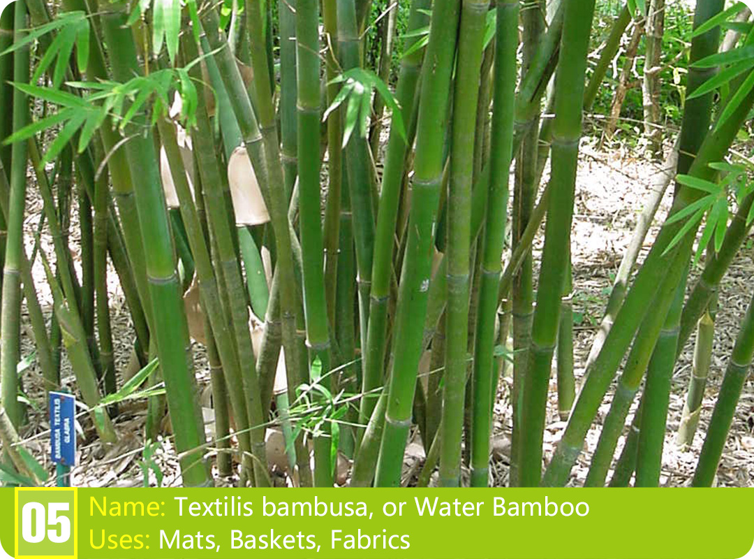 Discovering the Types of Chinese Bamboo Plants