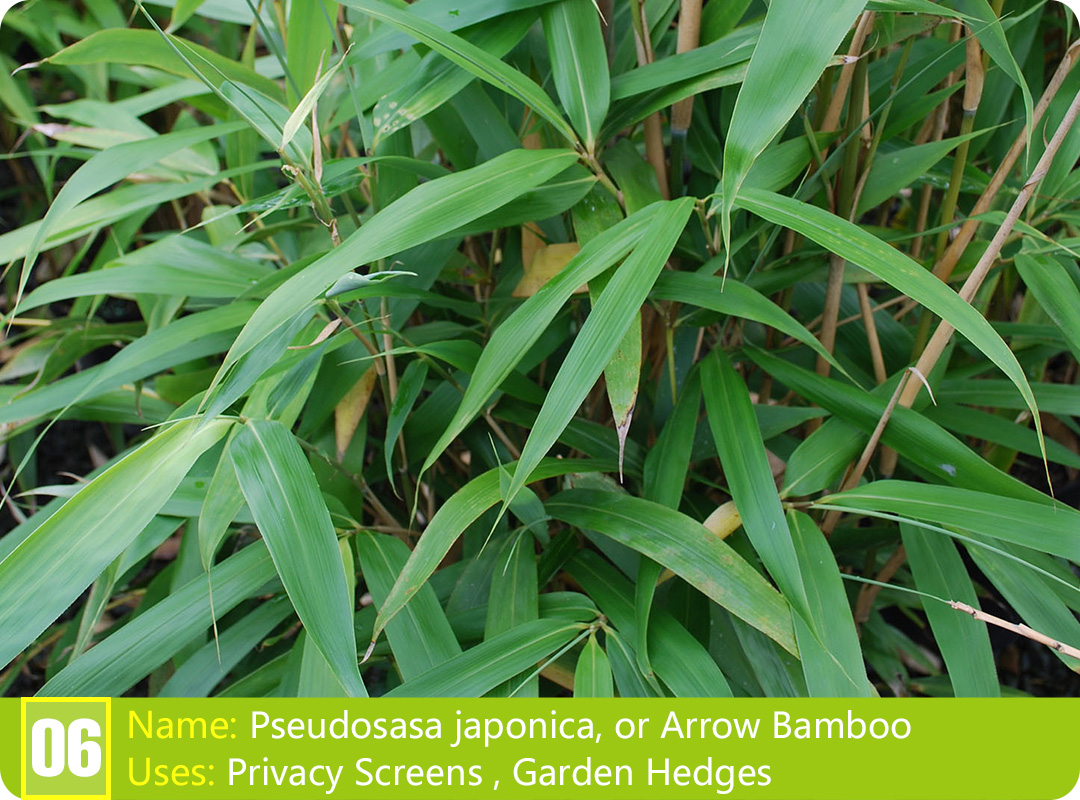 Discovering the Types of Chinese Bamboo Plants