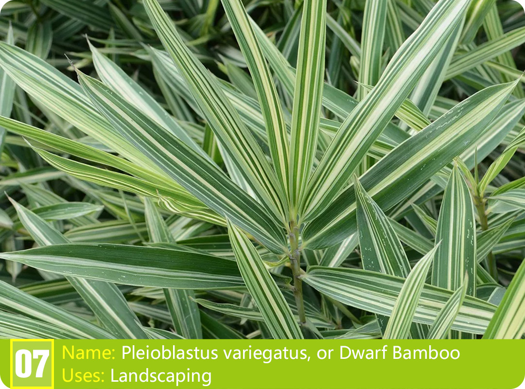 Discovering the Types of Chinese Bamboo Plants